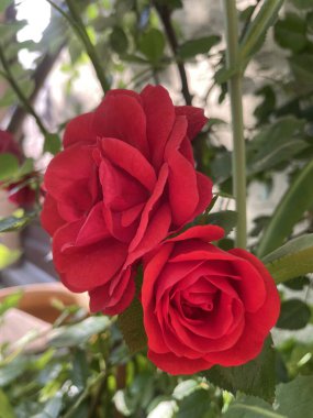 Melez gül, Rosier kokulu melez - Rosa odorata - Rosaceae, Rosaces