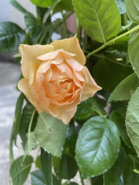 Avusturya yaban gülü, İran sarı gülü, Avusturya bakır gülü, Rosier ftide, Rosier jaune de Perse, Ronce d 'Autriche - Rosa foetida - Rosaceae