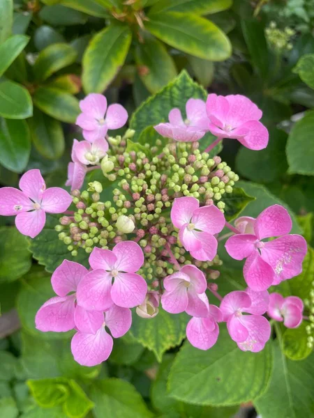 Lakap ortancası, Çin tatlı yaprağı, Bigleaf Ortancası, Hortensia grandes feuilles, Hydrangea grandes feuilles - Hydrangea makrophylla - Hydrangeaceae