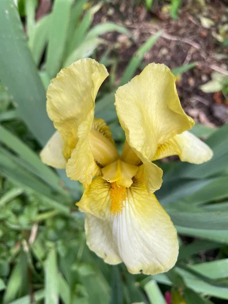 Sarı Sakallı Iris, Alman Iris, Iris Germanica, Iridaceae