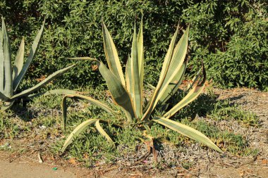 Değişik yüzyıl bitkileri Amerikan agave Agave americana marginata asparagaceae
