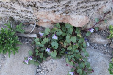 cymbalaria muralis, ivy left toadflax, kenilworth Ivy, wall ivy, plantaginaceae