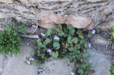 cymbalaria muralis, ivy left toadflax, kenilworth Ivy, wall ivy, plantaginaceae