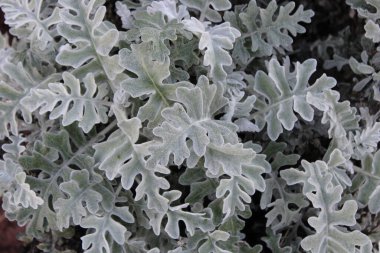 Gümüş turşu, tozlu değirmenci, sinema salonu, Jacobaea maritima, Asteraceae