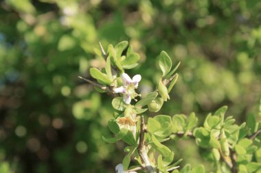Afrika boxthorn, dikenli boxthorn, pelerin boxthorn, Lycium ferocissimum, Solanaceae