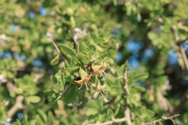 Afrika boxthorn, dikenli boxthorn, pelerin boxthorn, Lycium ferocissimum, Solanaceae