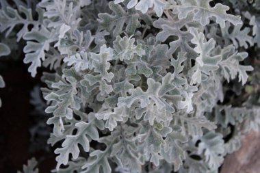 Gümüş turşu, tozlu değirmenci, sinema salonu, Jacobaea maritima, Asteraceae