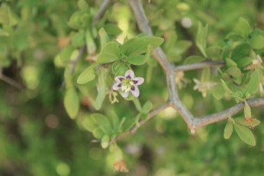 Afrika boxthorn, dikenli boxthorn, pelerin boxthorn, Lycium ferocissimum, Solanaceae