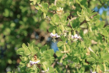 Afrika boxthorn, dikenli boxthorn, pelerin boxthorn, Lycium ferocissimum, Solanaceae