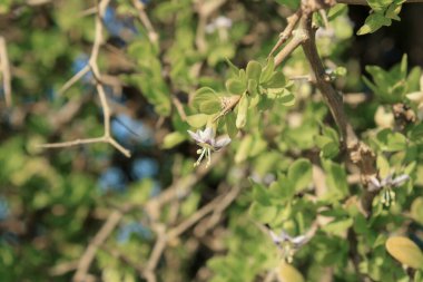 Afrika boxthorn, dikenli boxthorn, pelerin boxthorn, Lycium ferocissimum, Solanaceae