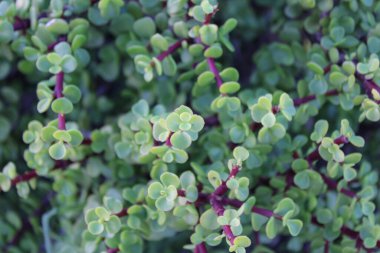 Fil çalısı, Cüce yeşimi bitkisi, Spekboom Portekiz afra didididiereaceae