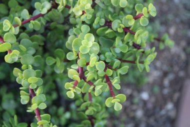 Fil çalısı, Cüce yeşimi bitkisi, Spekboom Portekiz afra didididiereaceae
