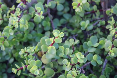 Fil çalısı, Cüce yeşimi bitkisi, Spekboom Portekiz afra didididiereaceae