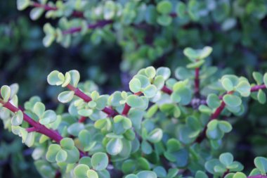 Fil çalısı, Cüce yeşimi bitkisi, Spekboom Portekiz afra didididiereaceae