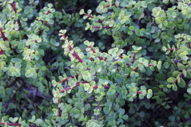 Fil çalısı, Cüce yeşimi bitkisi, Spekboom Portekiz afra didididiereaceae