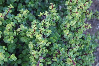 Fil çalısı, Cüce yeşimi bitkisi, Spekboom Portekiz afra didididiereaceae