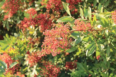 Brezilya biber ağacı, Pembe biber ağacı, Florida Holly Schinus terebinthifolia Anacardiaceae