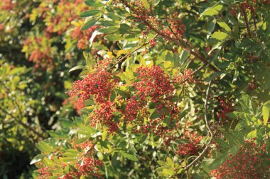 Brezilya biber ağacı, Pembe biber ağacı, Florida Holly Schinus terebinthifolia Anacardiaceae