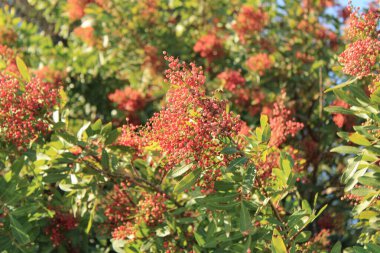 Brezilya biber ağacı, Pembe biber ağacı, Florida Holly Schinus terebinthifolia Anacardiaceae