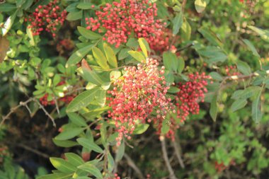 Brezilya biber ağacı, Pembe biber ağacı, Florida Holly Schinus terebinthifolia Anacardiaceae