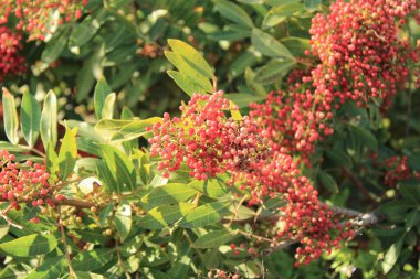 Brezilya biber ağacı, Pembe biber ağacı, Florida Holly Schinus terebinthifolia Anacardiaceae