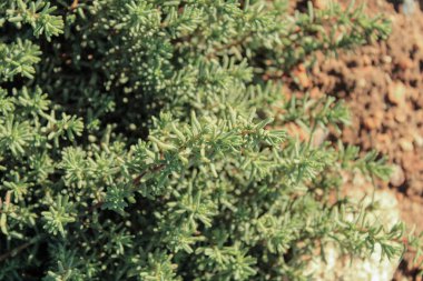 Çalı çırpı, Bushy deniz kabuğu, Akdeniz bliti Suaeda vera Amaranthaceae