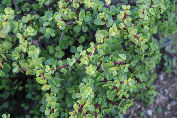 Fil çalısı, Cüce yeşimi bitkisi, Spekboom Portekiz afra didididiereaceae