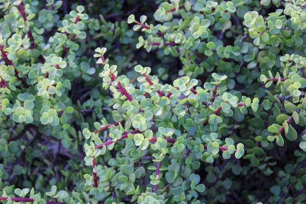 Fil çalısı, Cüce yeşimi bitkisi, Spekboom Portekiz afra didididiereaceae