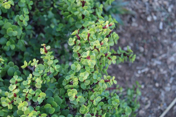 Fil çalısı, Cüce yeşimi bitkisi, Spekboom Portekiz afra didididiereaceae