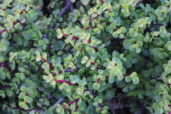 Fil çalısı, Cüce yeşimi bitkisi, Spekboom Portekiz afra didididiereaceae