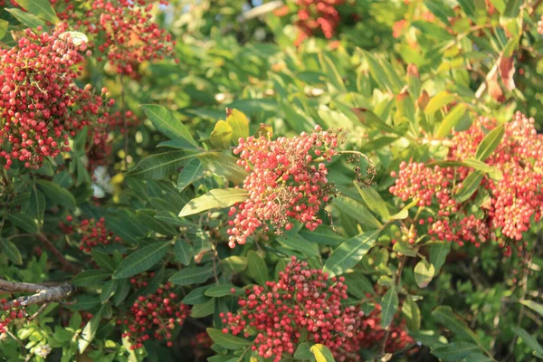 Brezilya biber ağacı, Pembe biber ağacı, Florida Holly Schinus terebinthifolia Anacardiaceae