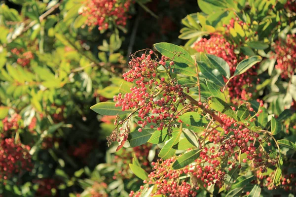 Brezilya biber ağacı, Pembe biber ağacı, Florida Holly Schinus terebinthifolia Anacardiaceae