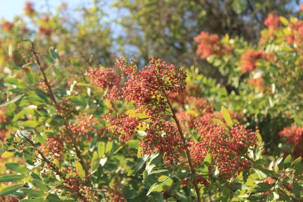 Brazilian pepper tree, Pink peppercorn tree, Florida holly, Schinus terebinthifolia, Anacardiaceae