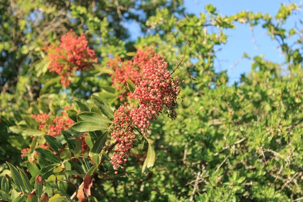Brezilya biber ağacı, Pembe biber ağacı, Florida Holly Schinus terebinthifolia Anacardiaceae