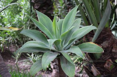 Fil hortumu, Tilki Kuyruğu Agave, Zwanenhalsagave, Agave del dragon, Agave attenuata, Asparagaceae