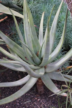 Chastnut aloe, Katstertaalwyn, Aloe castanea, Asphodelaceae