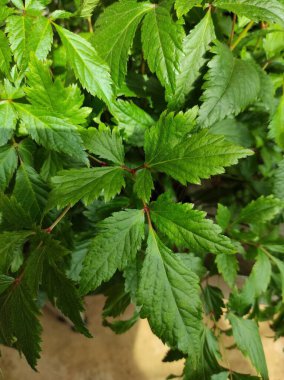 Sahte spirea, Japon astilbe, Astilbe japonica, Saksonya