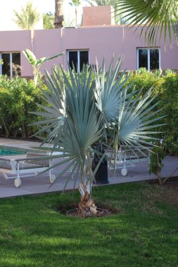 Gümüş Palmiye, Palmier de Bismarck, Palma di Bismarck, Palmeira Azul, Bismarckia nobilis, Arecaceae
