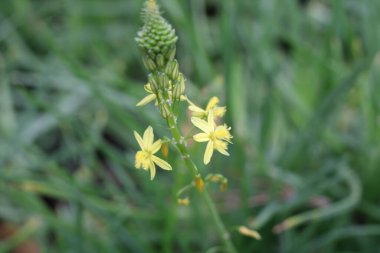 Asphodel Bulbine, Bulbine asfodelo, Bulbine asphodeloides, Asphodelaceae