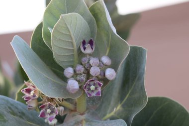 Sodom Elması, Dev Süt Yosunu, Pommier de Sodome, Algodon de seda, Calotropis procera, Apocynaceae