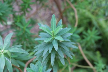 Woody spurge, Euphorbe arborescente, Euphorbia dendroides, Euphorbiaceae