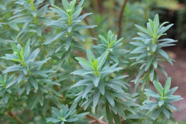 Woody spurge, Euphorbe arborescente, Euphorbia dendroides, Euphorbiaceae