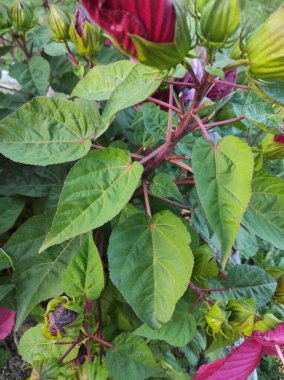 Kırmızı gözlü güller, Doğu gülleri, Hibiscus des marais, Hibiscus moscheutos, Malvaceae
