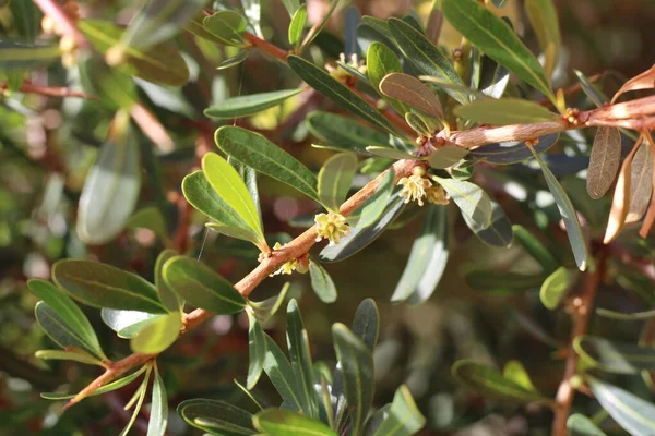 Argan, Arganier, Arganboom, Bois de fer, Schlangenhautbaum, Sideroxylon spinosum, Argania spinosa, Sapotaceae