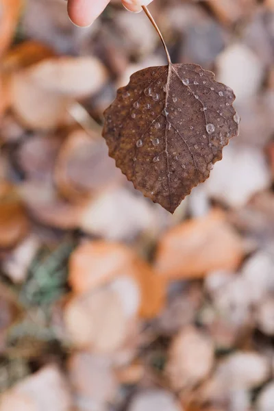 Schönes Herbstblatt Der Hand — Stockfoto