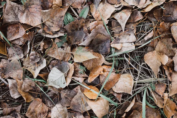 Őszi Levelek Hevernek Fűben — Stock Fotó