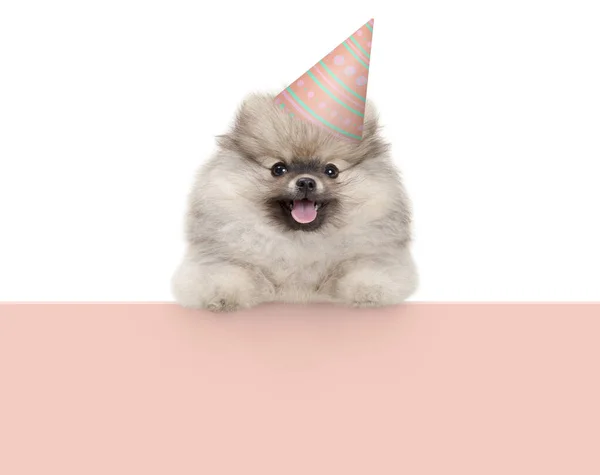 Frolic Smiling Pomaranian Spitz Puppy Dog Birthday Party Hat Hanging — Stock Photo, Image