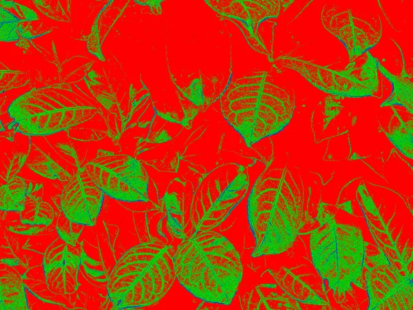 Grüne Blattwand Auf Rotem Hintergrund — Stockfoto