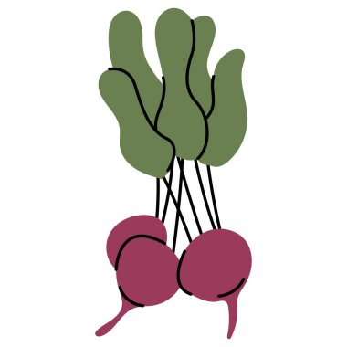 Pancar Sebze İllüstrasyonu. Taze pancar kökleri ve yapraklarıyla el yapımı pancar pancarı çizimi. Organik gıda tasarımı için mükemmel, sağlıklı beslenme kavramları, çiftçilik, yemek pişirme, ambalaj