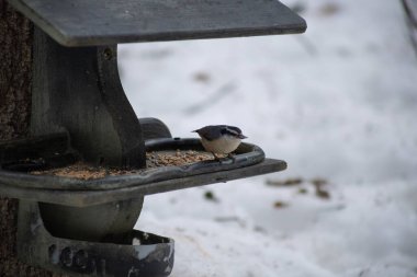 Kışın kuş yemliğinde beslenen kırmızı göğüslü Nuthatch.